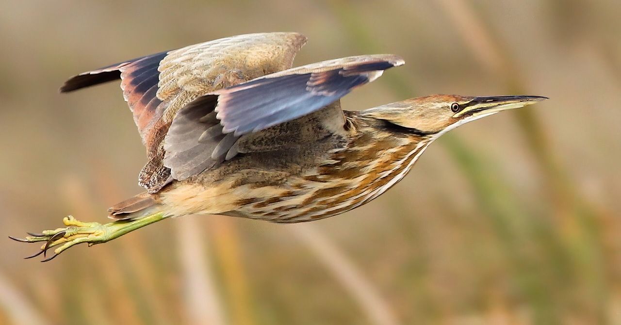American Bittern, flying. by Gary Leavens, CC BY-SA 2.0